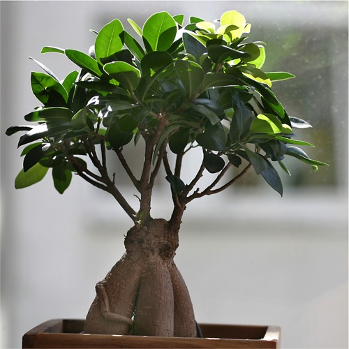 Bonsai